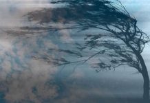 В Запорожье ожидается порывистый ветер: объявлен желтый уровень опасности