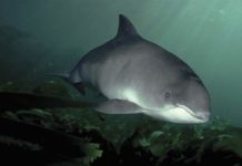 В Азовском море отдыхающие заметили стаю дельфинов (ВИДЕО)