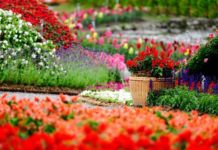 Сальвии и герань: в Запорожье ко Дню Победы высадят 40 тысяч ярких цветов