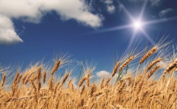 Подозревают поджог: в Запорожской области горело поле пшеницы