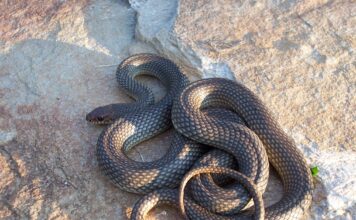 Шли в школу: в Мелитополе дети встретили змею (ВИДЕО)