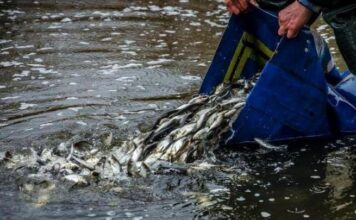 На Правобережном пляже Запорожья провели зарыбление