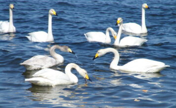 В Запорожье за Бородинским микрорайоном зимует стая лебедей