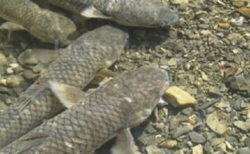 Лиман в Запорожской области кишит мальками промысловых видов рыбы