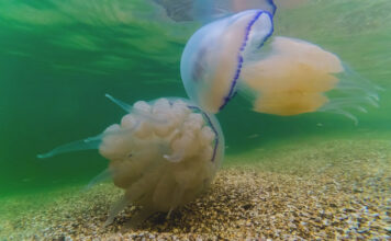 Бердянская фотохудожница устроила фотосессию медузам