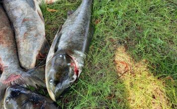 Под плотиной ДнепроГЭС погибли 4 тонны толстолобика (ФОТО)