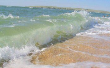 В Азовском море появился новый хищник, угрожающий местным видам (ФОТО)