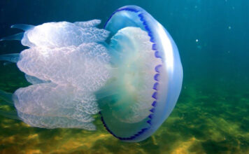 В Примпосаде из моря мешками выносят медуз (ФОТО)