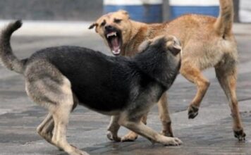 В Запорожье стая бродячих собак набросилась на школьника