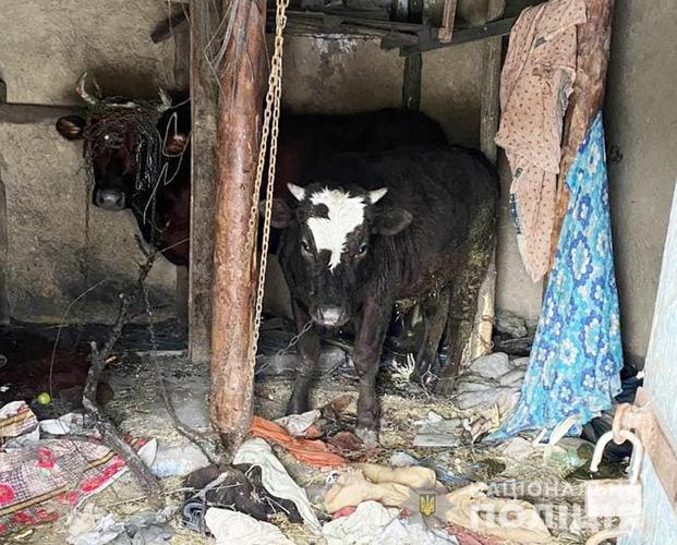В Запорожской области юноша украл корову с телёнком