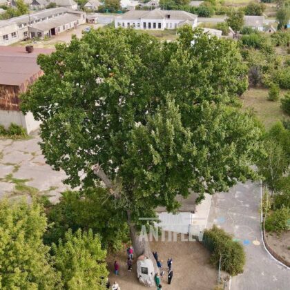 Под Мелитополем оккупанты уничтожили дуб-патриарх (ФОТО)